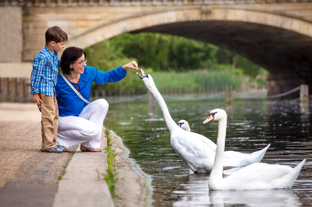 Mother And Her Little Son Feeding Swans