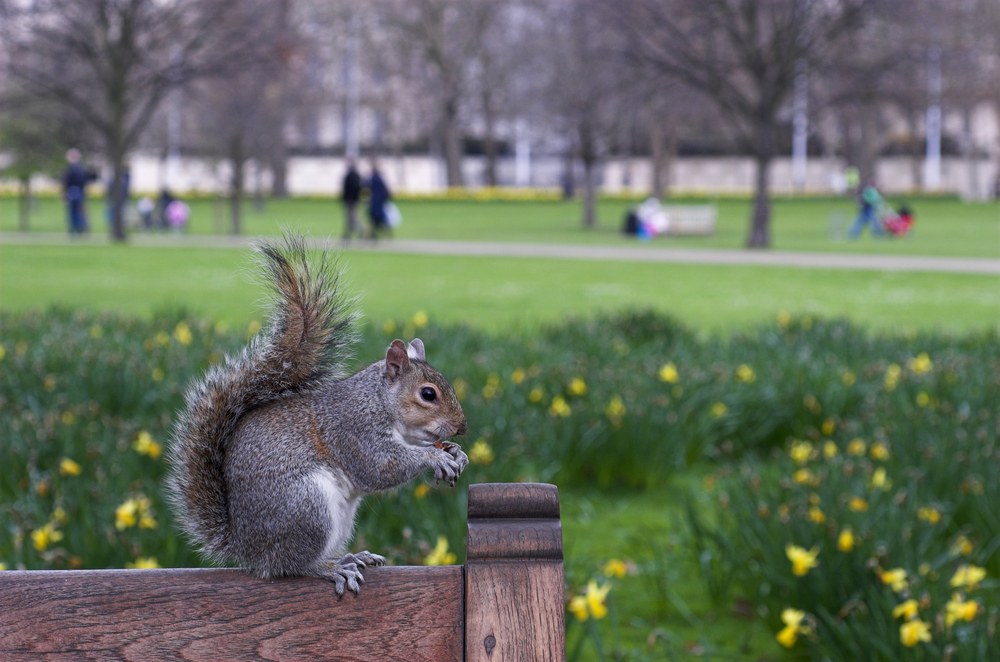 Cute squirrel In St. James’s Park